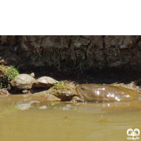 گونه لاکپشت فراتی Mesopotamian Softshell Turtle